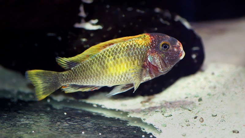 Tropheus moorii 'Kalambo Lodge' Kushangaza